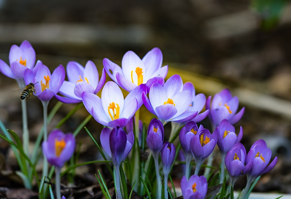 Alergias oculares aumentam na Primavera.