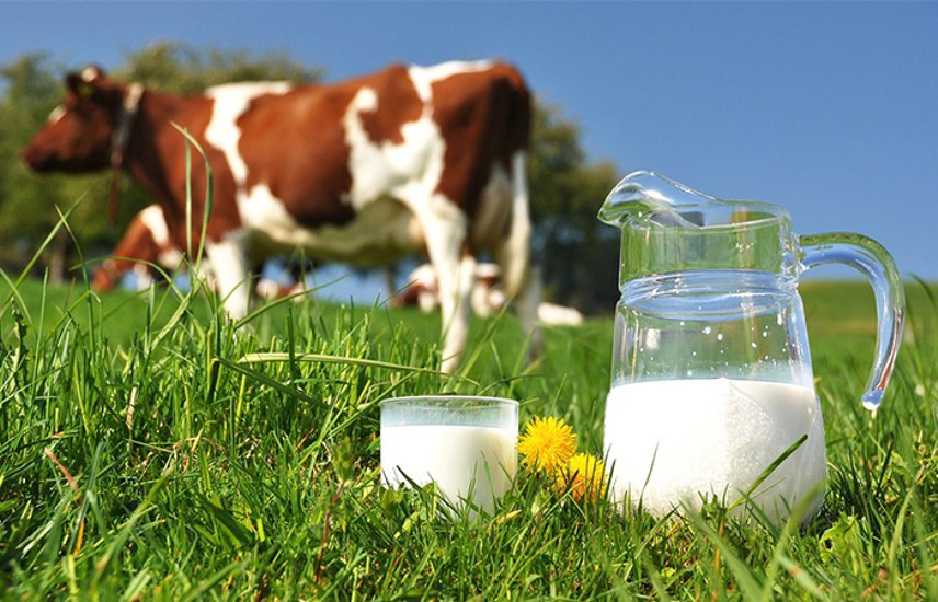 CUIDADO COM MODISMOS: ALERGISTAS ADVERTEM PARA A IMPORTÂNCIA DO LEITE DE VACA
